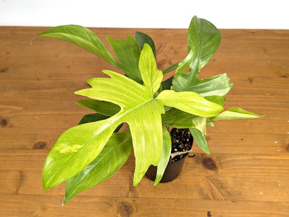 Philodendron Florida Ghost Mint