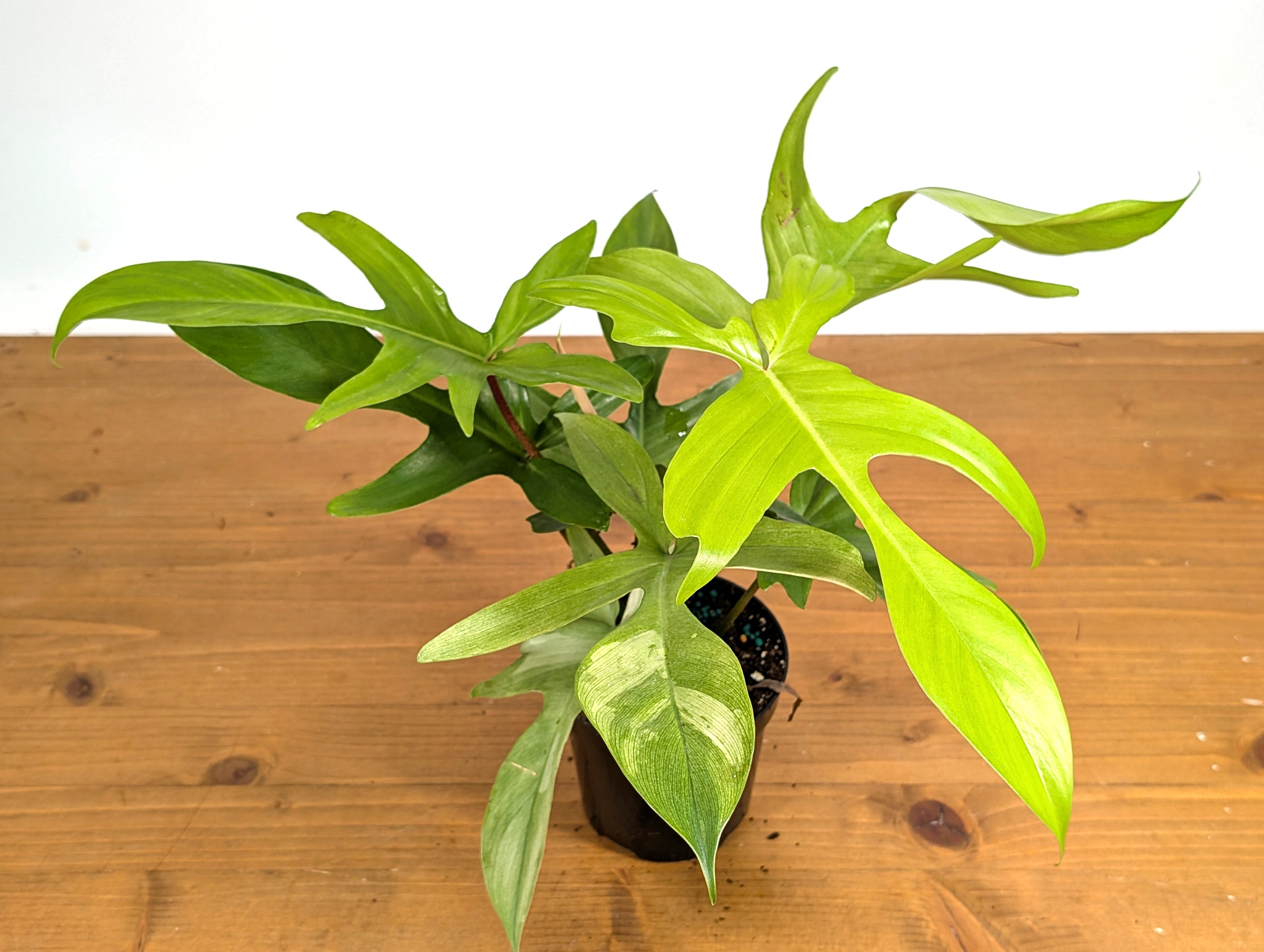 Philodendron Florida Ghost Mint