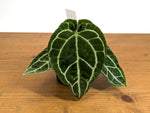 Anthurium Silver Streak (Crystallinum x Forgetii)