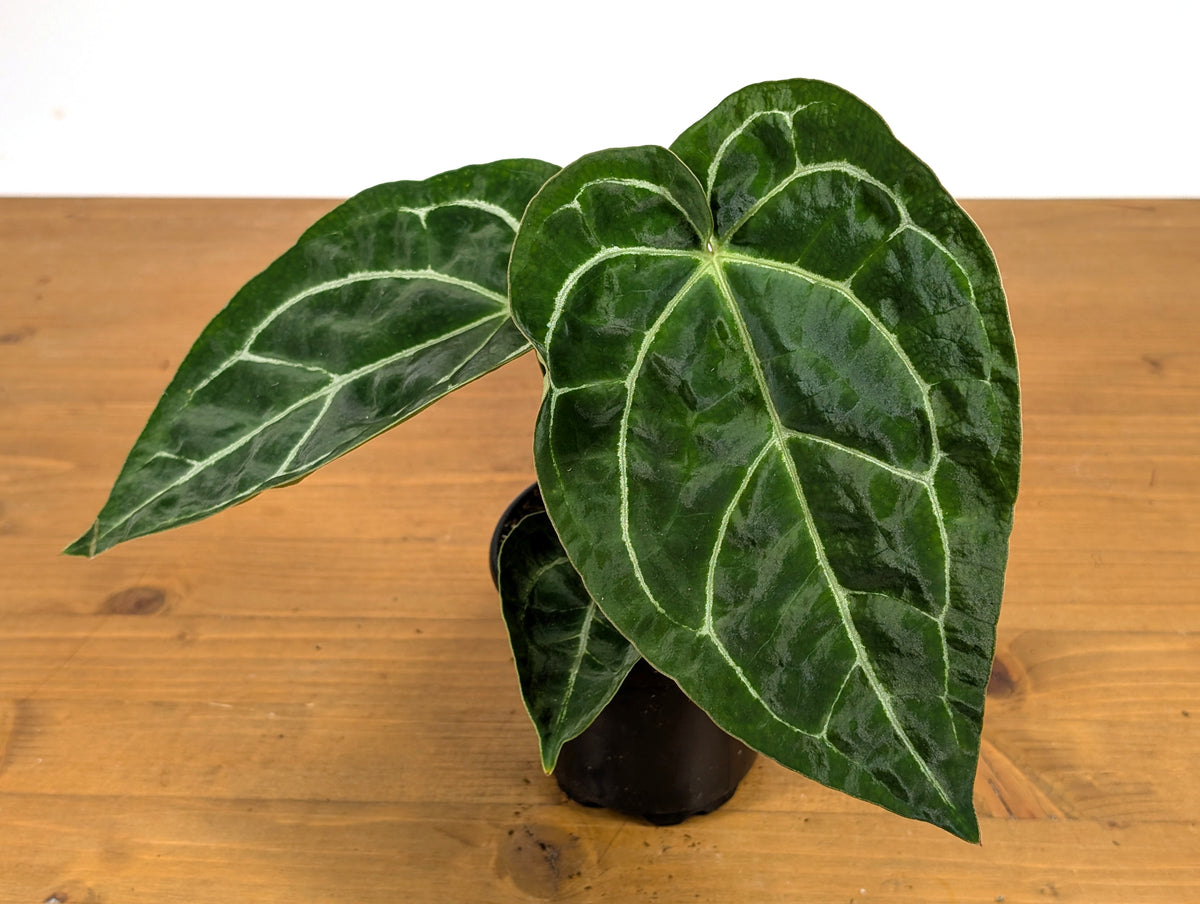 Anthurium Forgetii x Crystallinum