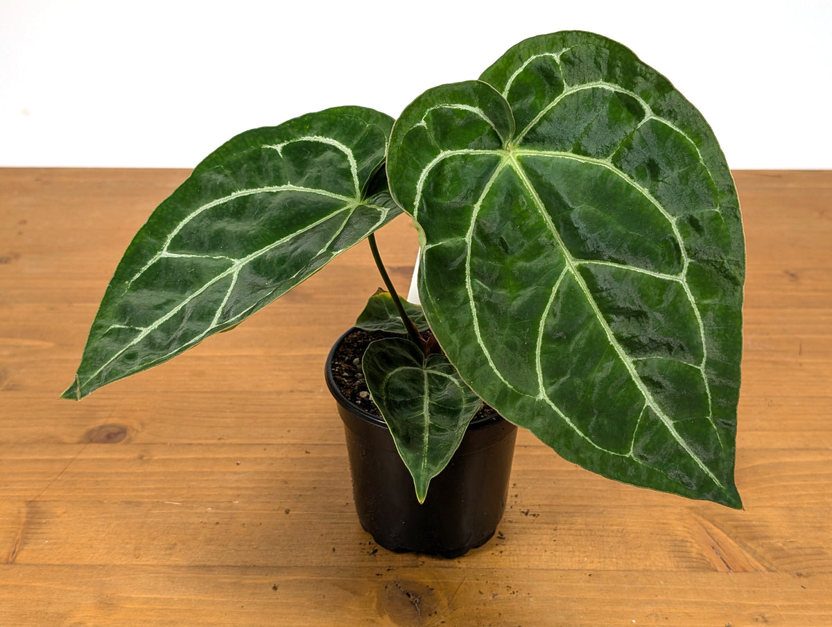Anthurium Silver Streak (Crystallinum x Forgetii)