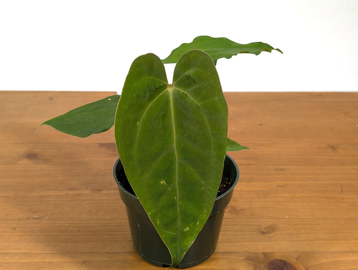 Anthurium Lavinia