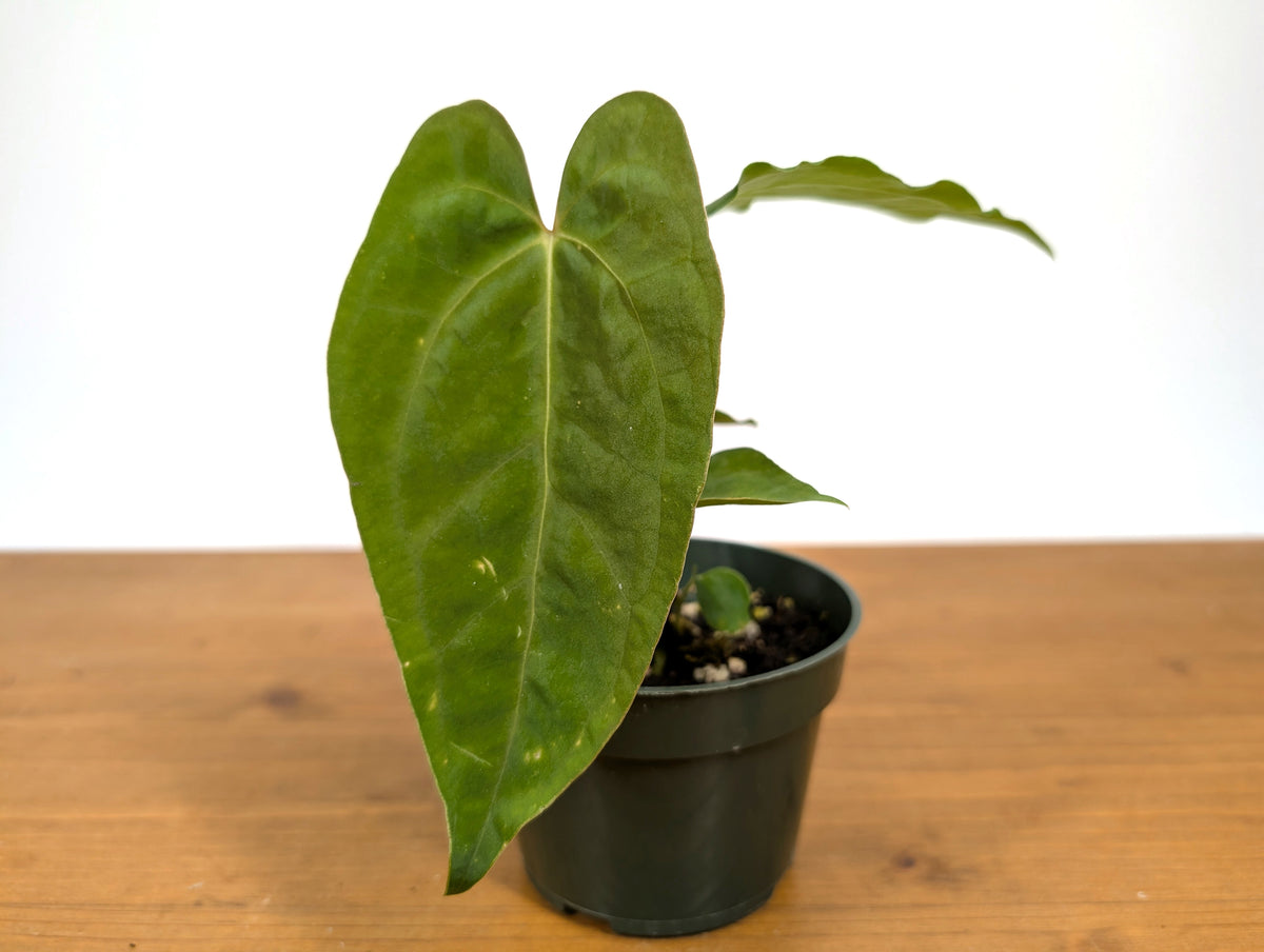 Anthurium Lavinia