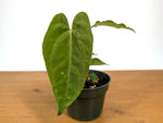 Anthurium Lavinia
