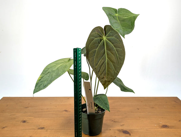 Anthurium Lavinia