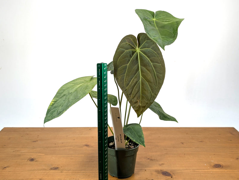 Anthurium Lavinia