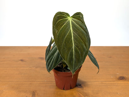 Philodendron Melanochrysum