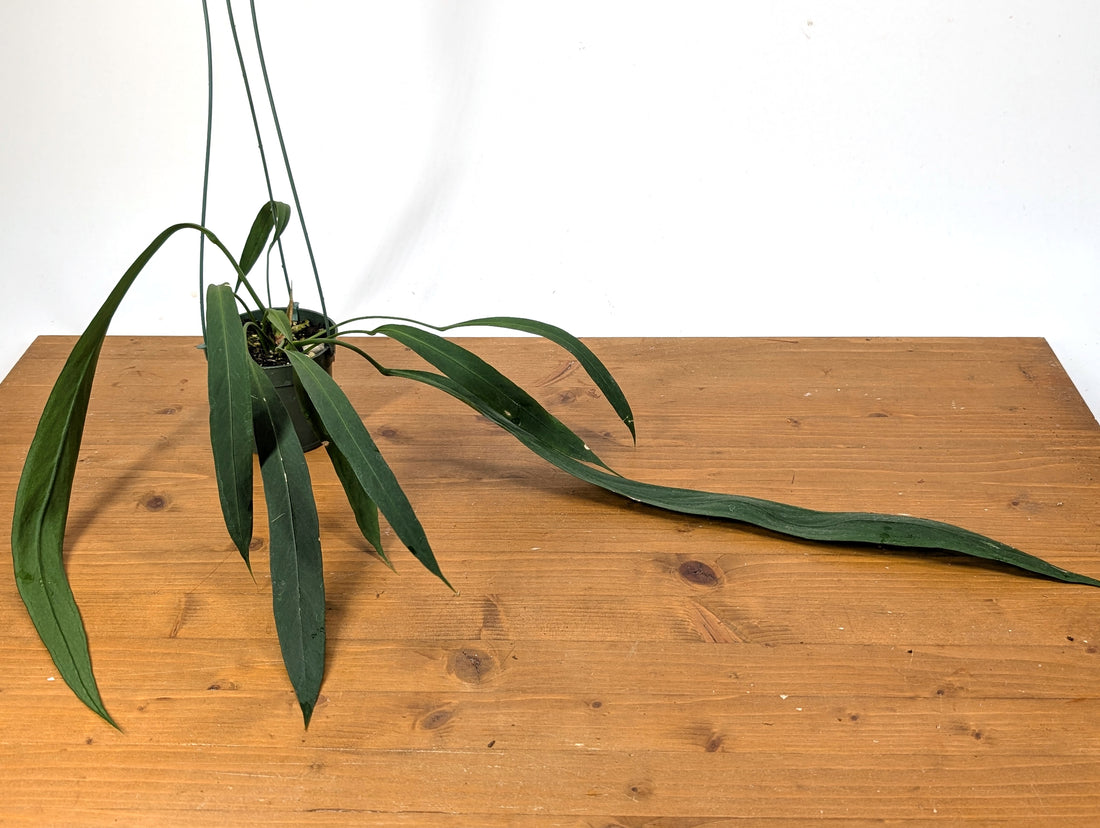 Anthurium Vittarifolium
