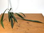 Anthurium Vittariifolium