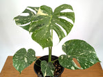 Monstera Thai Constellation