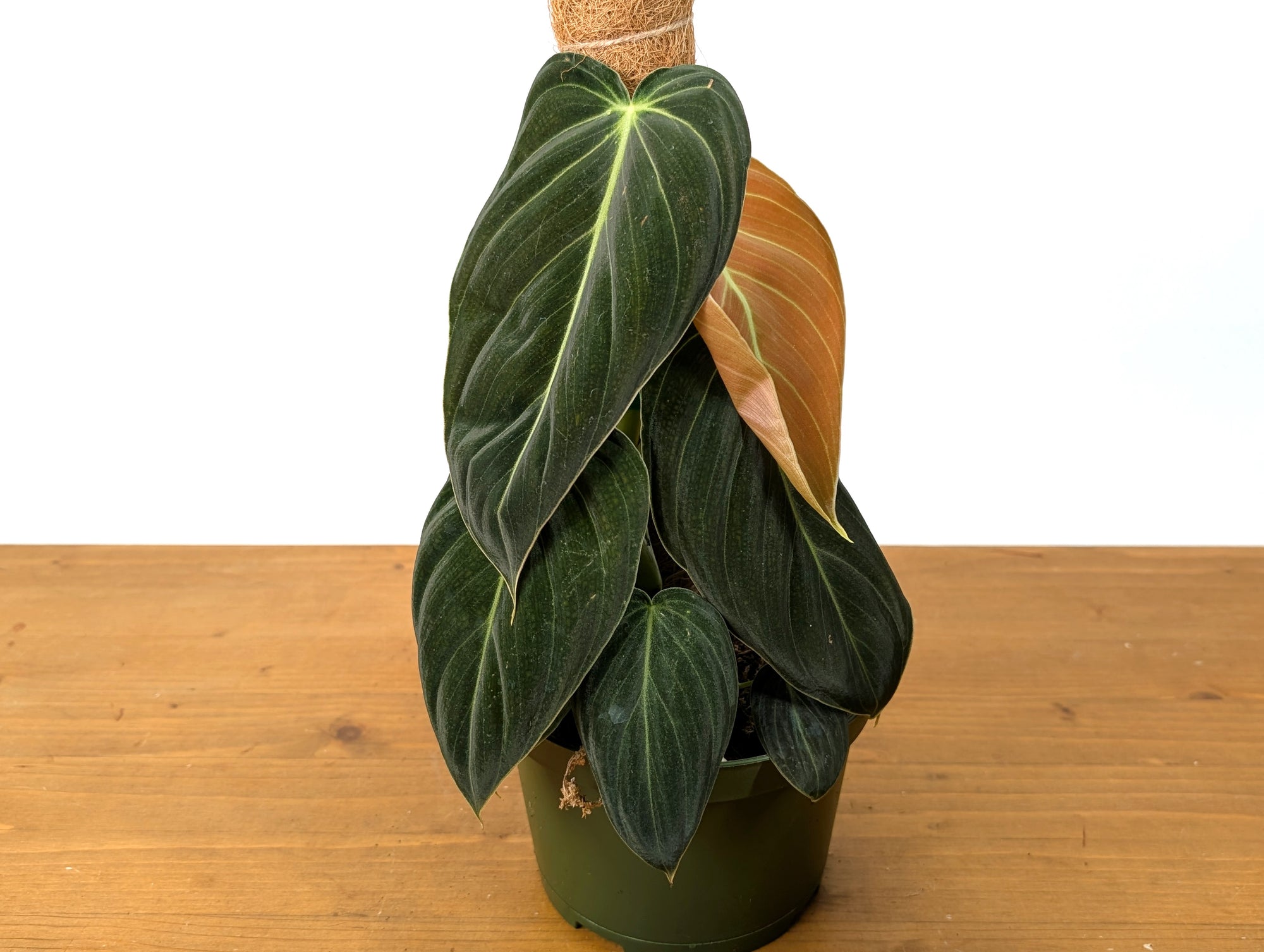 Philodendron Melanochrysum 'Black Gold' – Plantamani Plants