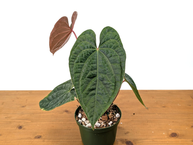 Anthurium Amazon Diamond - (Besseae aff. x Luxurians)