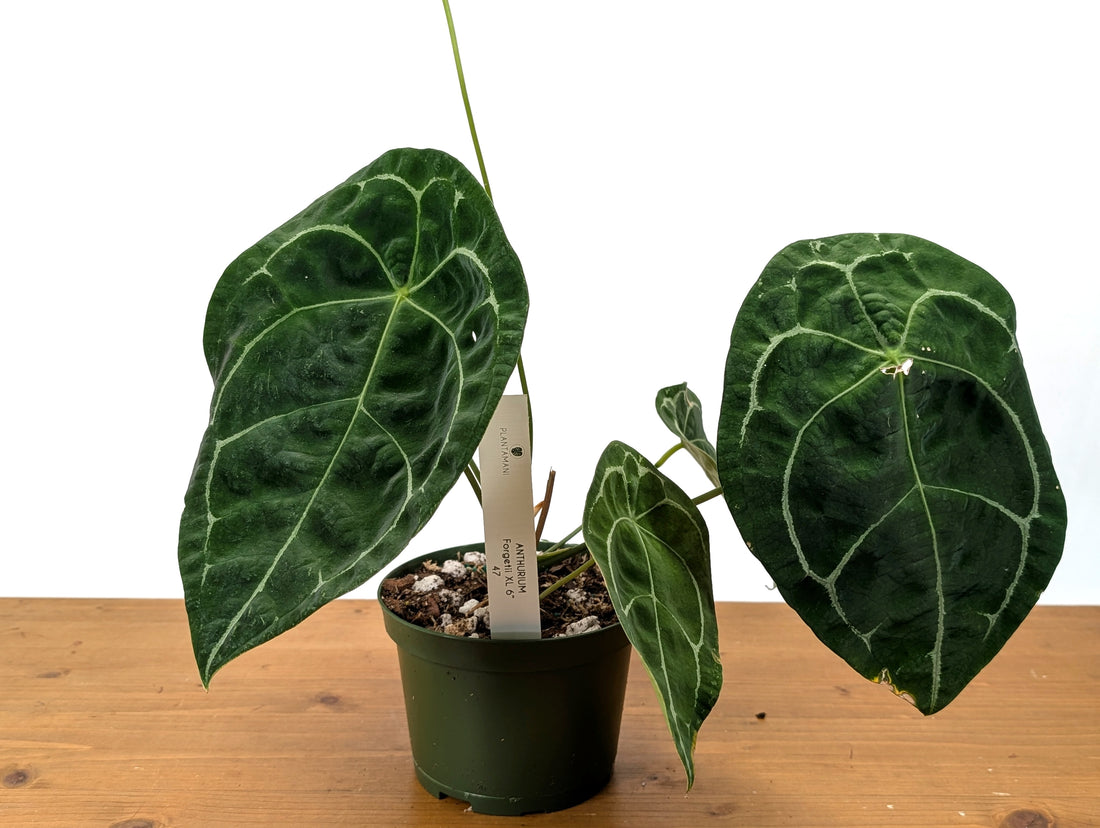 Anthurium Forgetii White Stripes