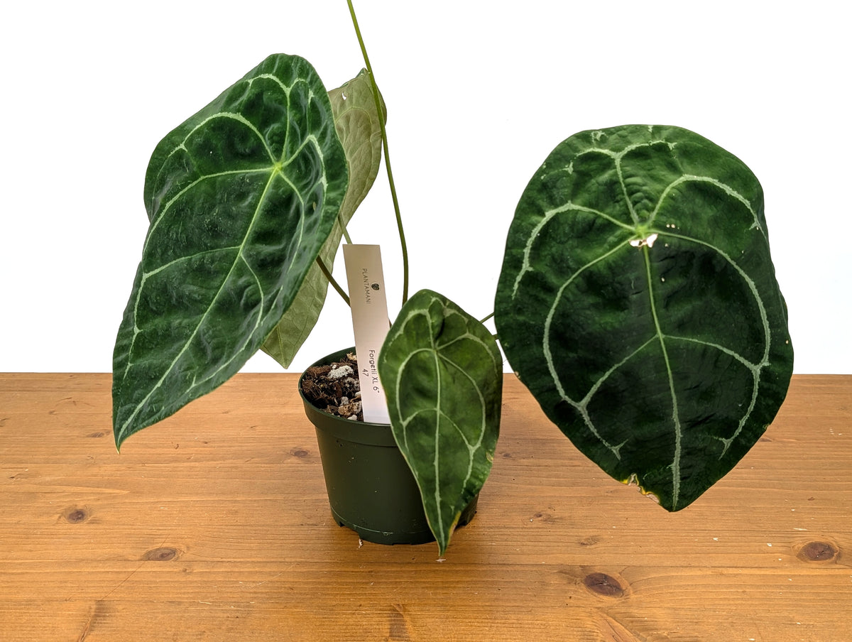 Anthurium Forgetii White Stripes
