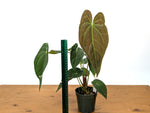 Anthurium Lavinia