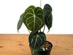 Anthurium Clarinervium