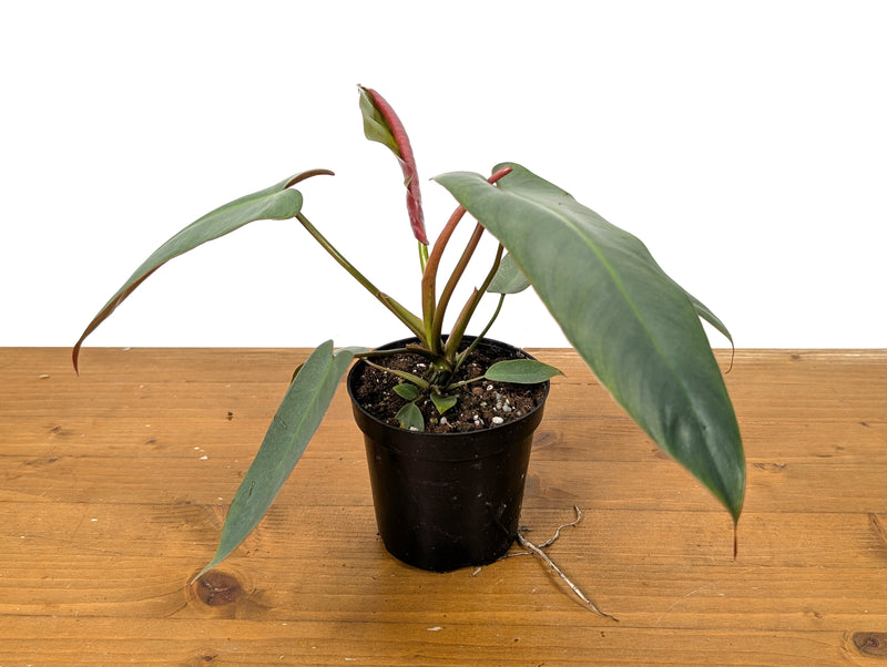 Philodendron Atabapoense