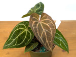 Anthurium Forgetii x Crystallinum