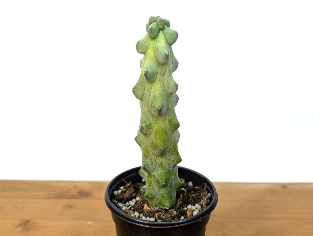 Boobie Cactus 4 Inch Pot