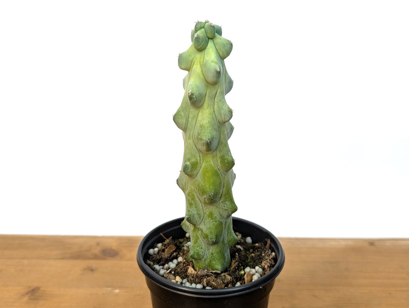 Boobie Cactus