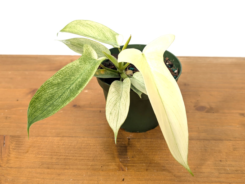 Philodendron Florida Ghost Mint