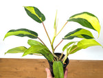 Philodendron Thai Sunrise