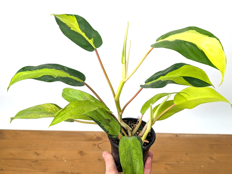 Philodendron Thai Sunrise