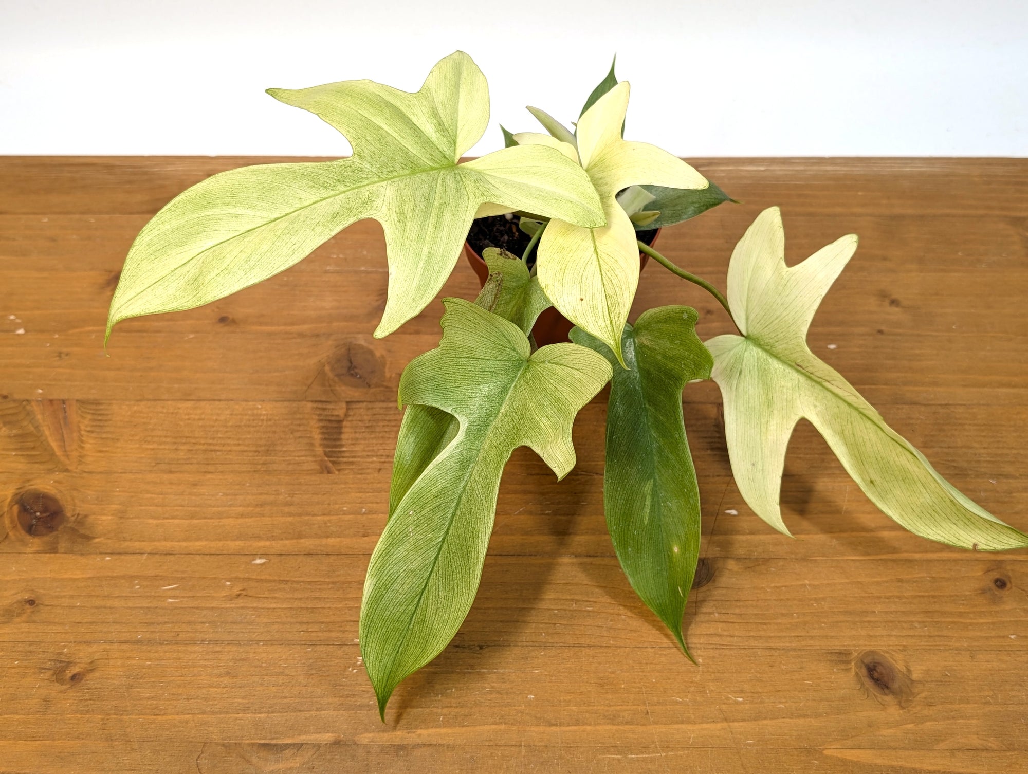 philodendron florida ghost variegated Florida Ghost Philodendron - 1 Live Plant in a 4 Inch Pot - Philodendron Pedatum