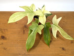 Philodendron Florida Ghost Mint