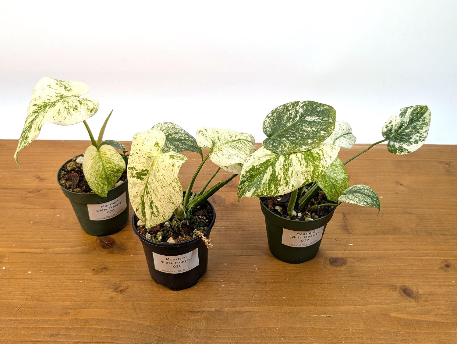 Monstera White Monster