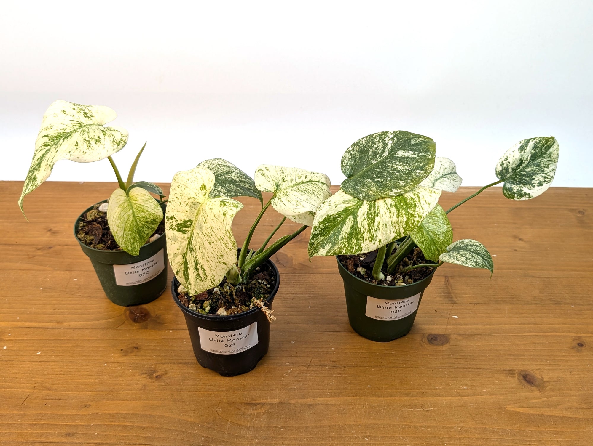 Monstera White Monster