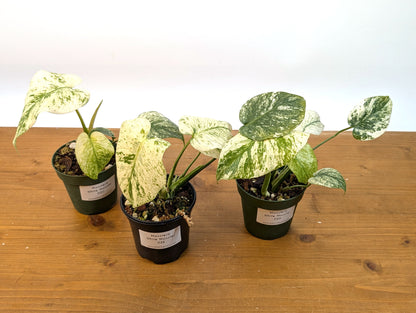 Monstera White Monster