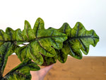 Alocasia tandurusa 'Jacklyn'