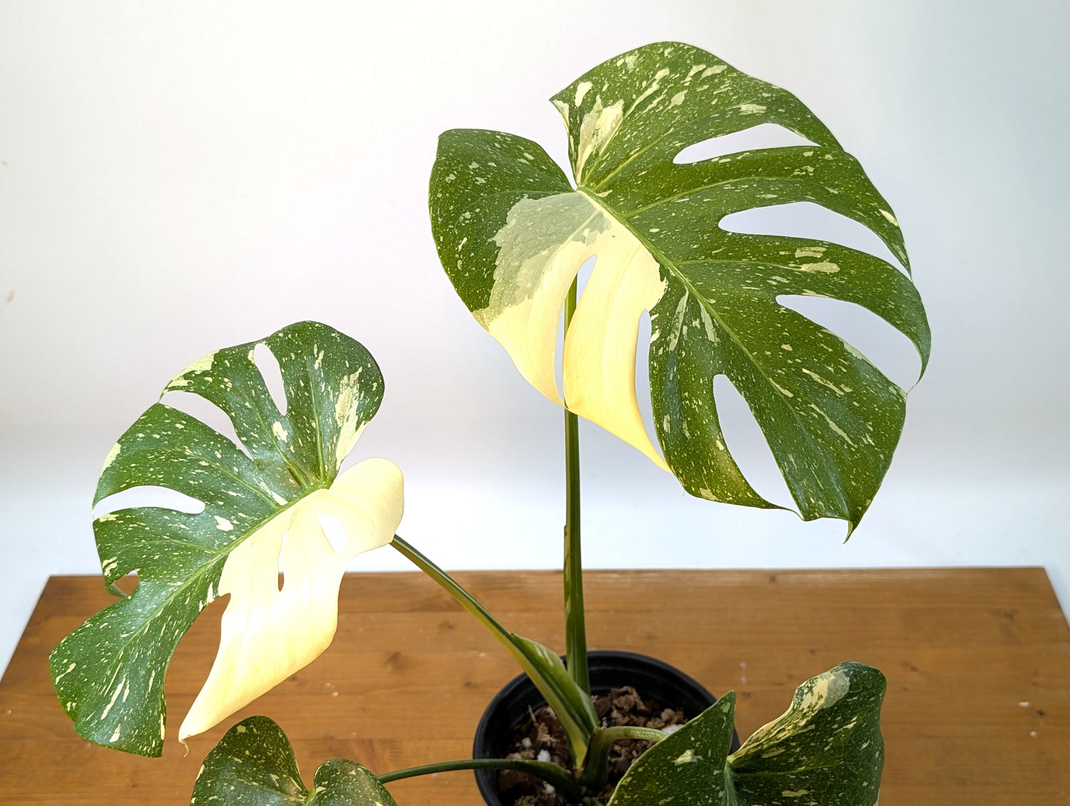 Monstera Thai Constellation