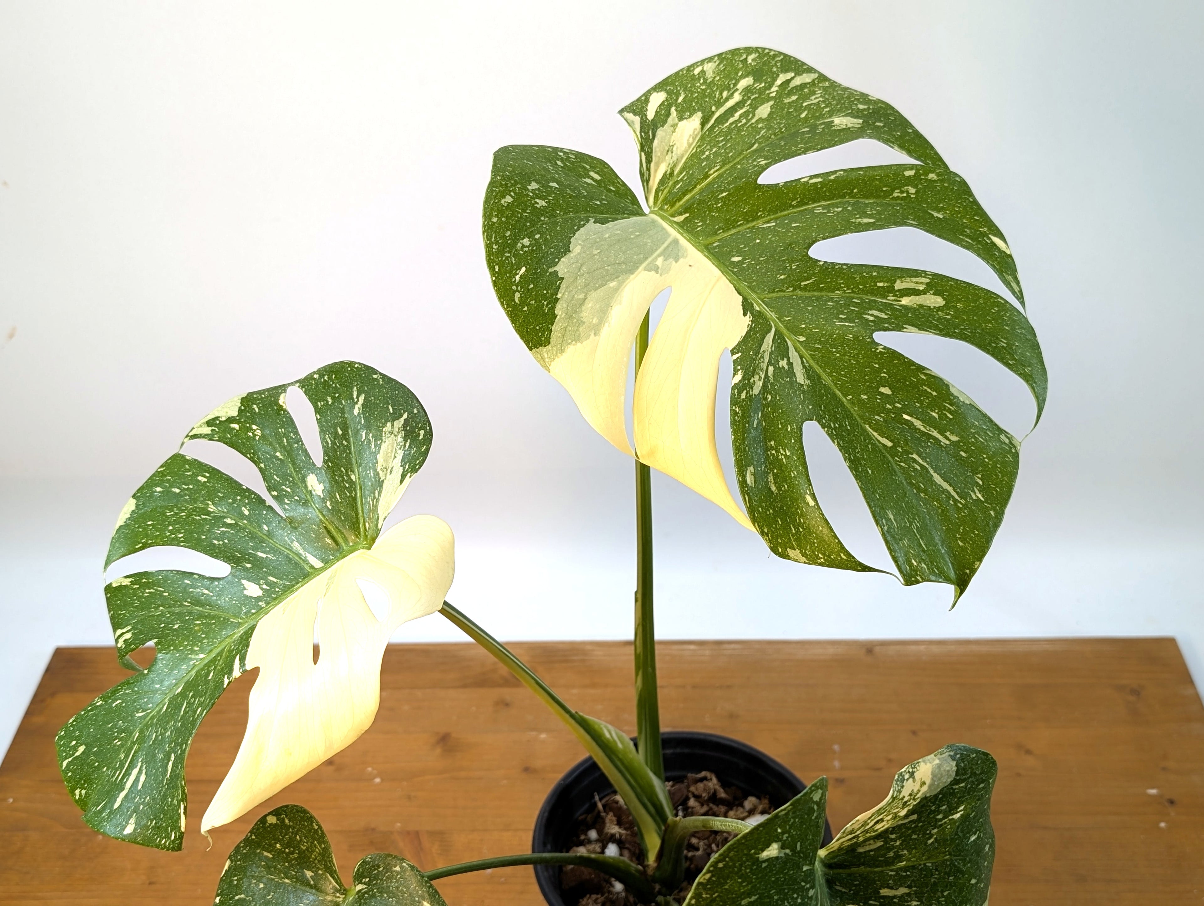 Monstera Thai Constellation