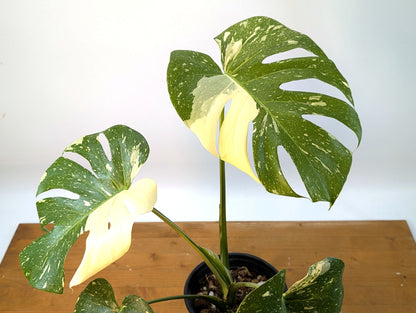 Monstera Thai Constellation