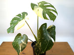 Monstera Thai Constellation