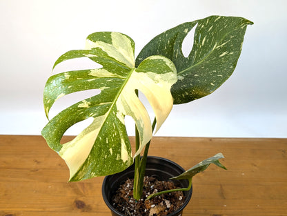 Monstera Thai Constellation
