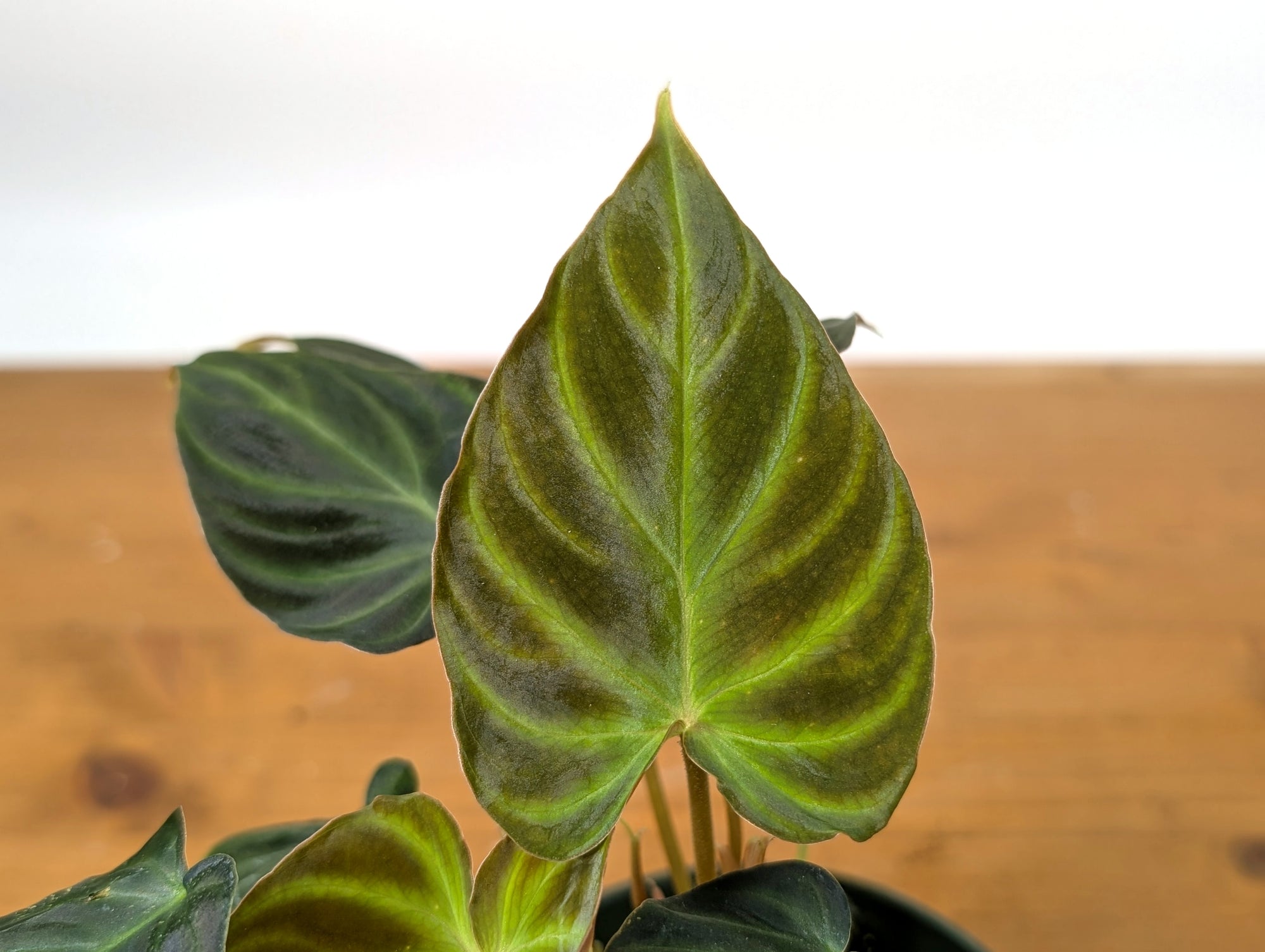 Philodendron Verrucosum Incensi  Plantamani Plants