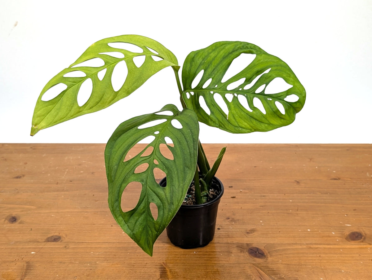 Monstera Esqueleto (epipremnoides)
