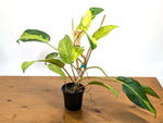 Philodendron Thai Sunrise