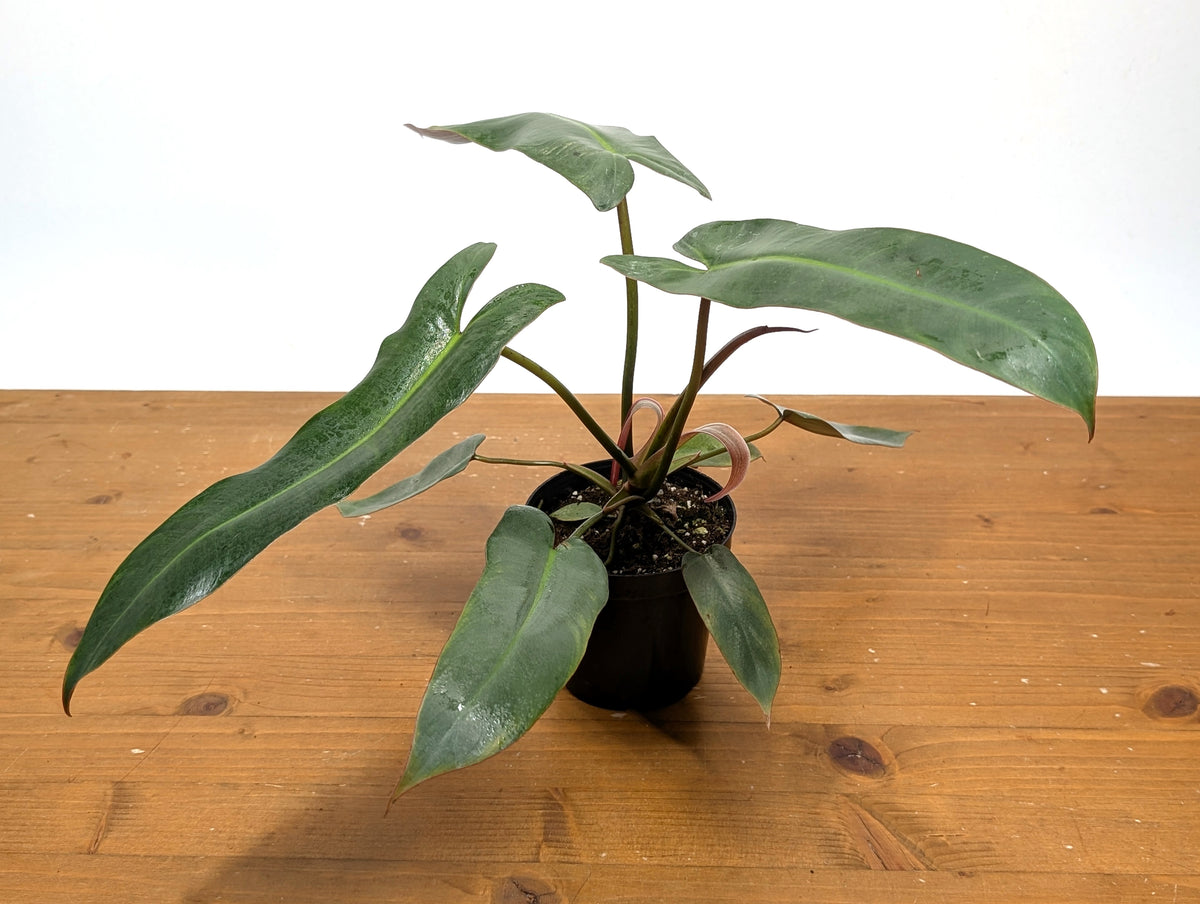 Philodendron Atabapoense