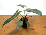 Philodendron Atabapoense
