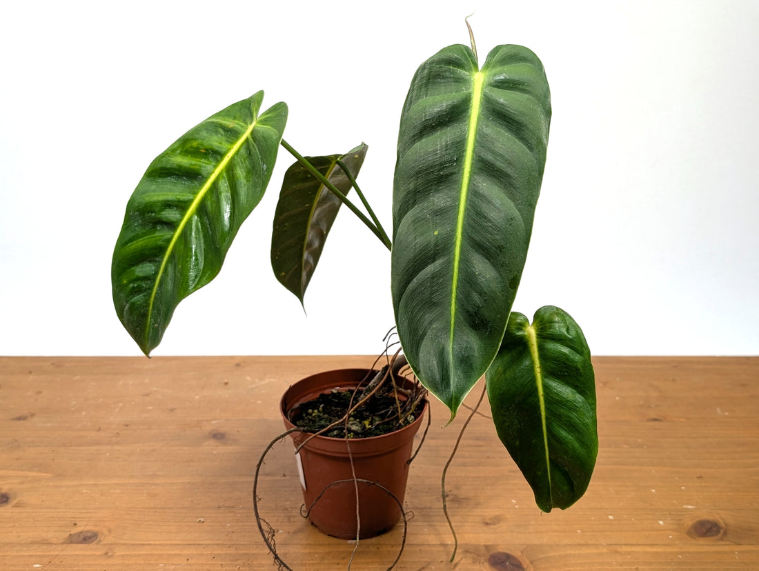 Philodendron Esmeraldense Narrow