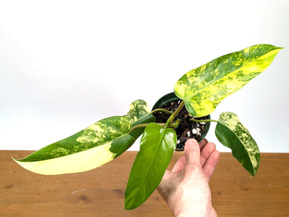 Philodendron Mango Shake (Domesticum Variegated)