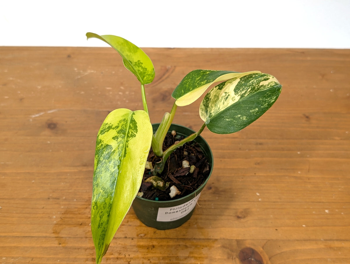 philodendron domesticum variegated for sale Philodendron Mango Shake (Domesticum Variegated) – Plantamani Plants