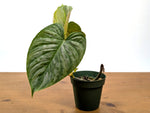 Philodendron Majestic