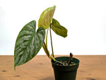 Philodendron Majestic