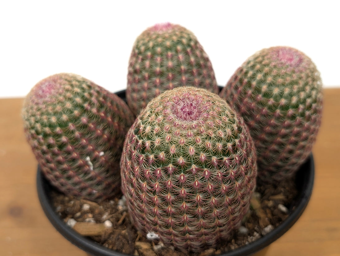 Rainbow Hedgehog Cactus - Echinocereus Rigidissmus Rubrispinus