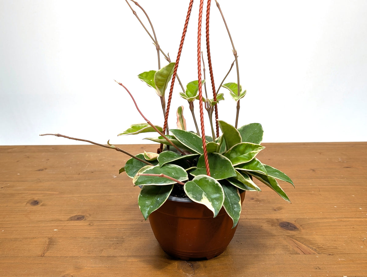 Hoya 'Krimson Queen' Carnosa Albo